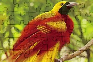 color jigsaw puzzle