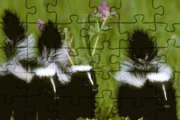 moffetta jigsaw puzzle