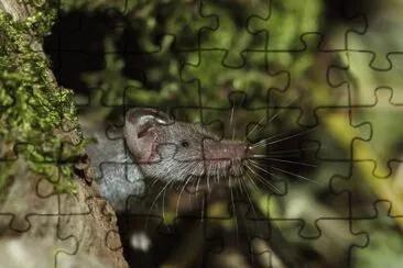 mustiolo jigsaw puzzle