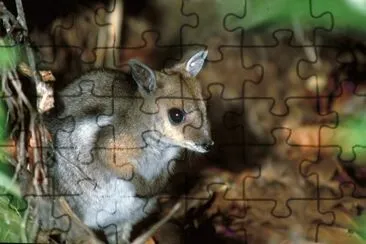 nabarlek jigsaw puzzle