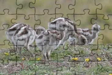 nandu jigsaw puzzle