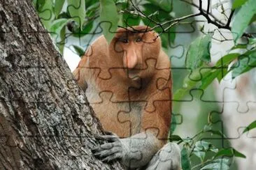 nasica jigsaw puzzle