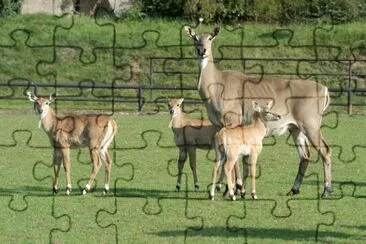 nilgau jigsaw puzzle