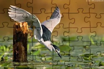 nitticora jigsaw puzzle