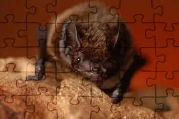 nottola jigsaw puzzle