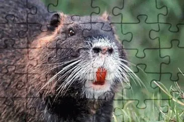 nutria jigsaw puzzle