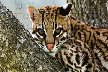 ocelot jigsaw puzzle
