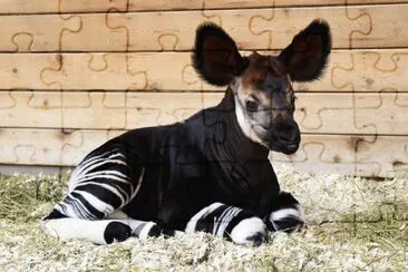 okapi jigsaw puzzle