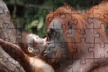 orango jigsaw puzzle