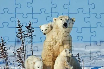 orso polare
