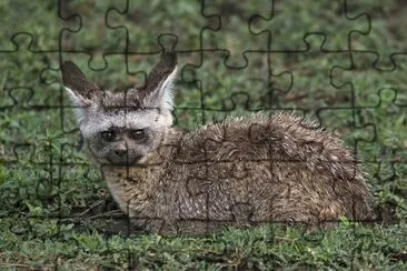 otocione jigsaw puzzle