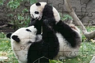 panda gigante
