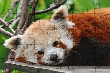 panda rosso