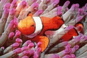 pesce pagliaccio jigsaw puzzle
