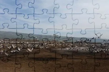 hachula israel jigsaw puzzle