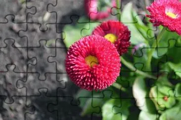 imagens jigsaw puzzle