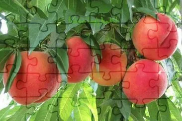imagens jigsaw puzzle