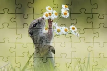 imagens jigsaw puzzle