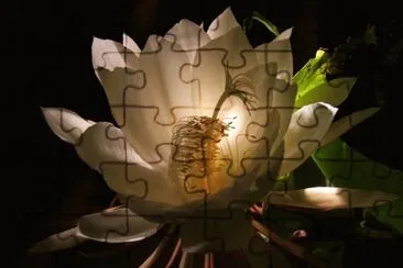 epiphillium oxypetalum jigsaw puzzle