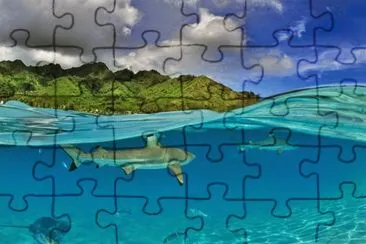 tiburones jigsaw puzzle