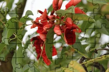 ceibo jigsaw puzzle