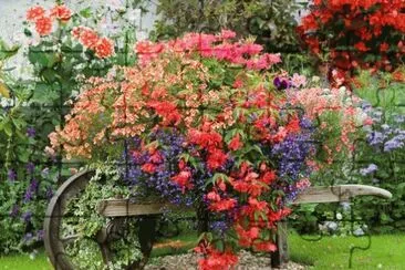 imagenes
