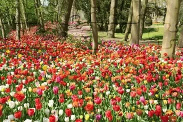 flowers