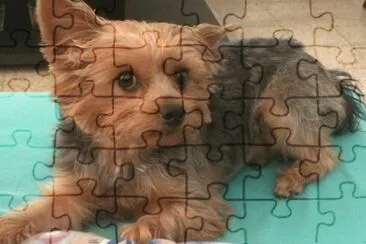 vini