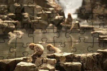 Two Monkey jigsaw puzzle