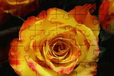 rosa