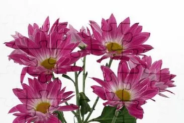 imagens jigsaw puzzle