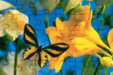 imagens