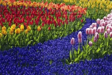 tulip