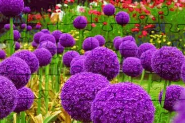 Puffy Purple Alliums jigsaw puzzle