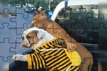imagens
