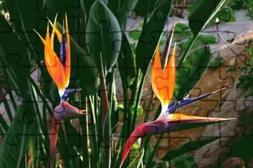 Lovely Bird of Paradise Flowers