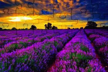 Violet Lavender Field-France, jigsaw puzzle