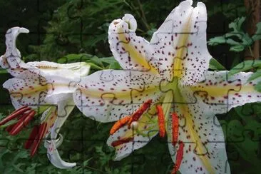 azucenas jigsaw puzzle
