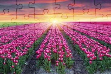 tulip jigsaw puzzle