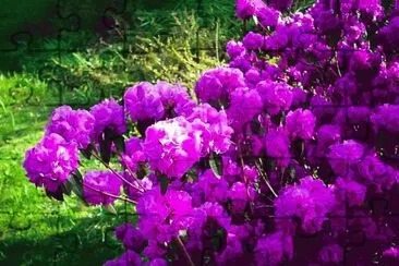 April Rose Rhododendron