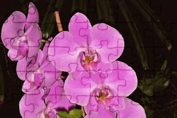 orquidea
