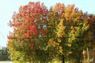 OtoÃ±o en Villa Martelli. Buenos Aires. Argentina jigsaw puzzle
