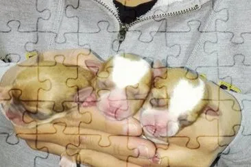 chihuahuas jigsaw puzzle