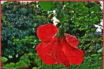 hibisco