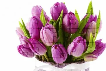 tulip