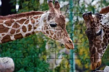 jirafas jigsaw puzzle