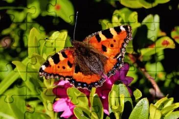 mariposa jigsaw puzzle