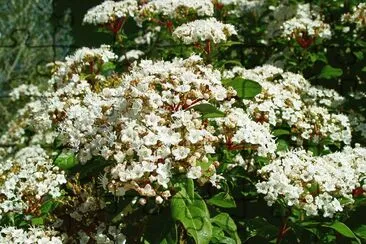 viburnum tinus