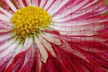 bellis perennis