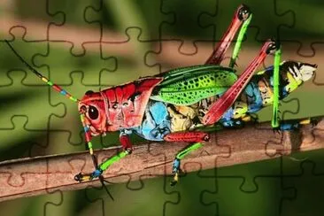 multicolor jigsaw puzzle